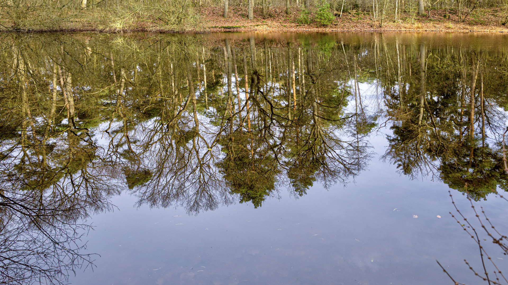 Spiegeltag - Teich im Wald