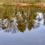 Spiegeltag - Teich im Wald