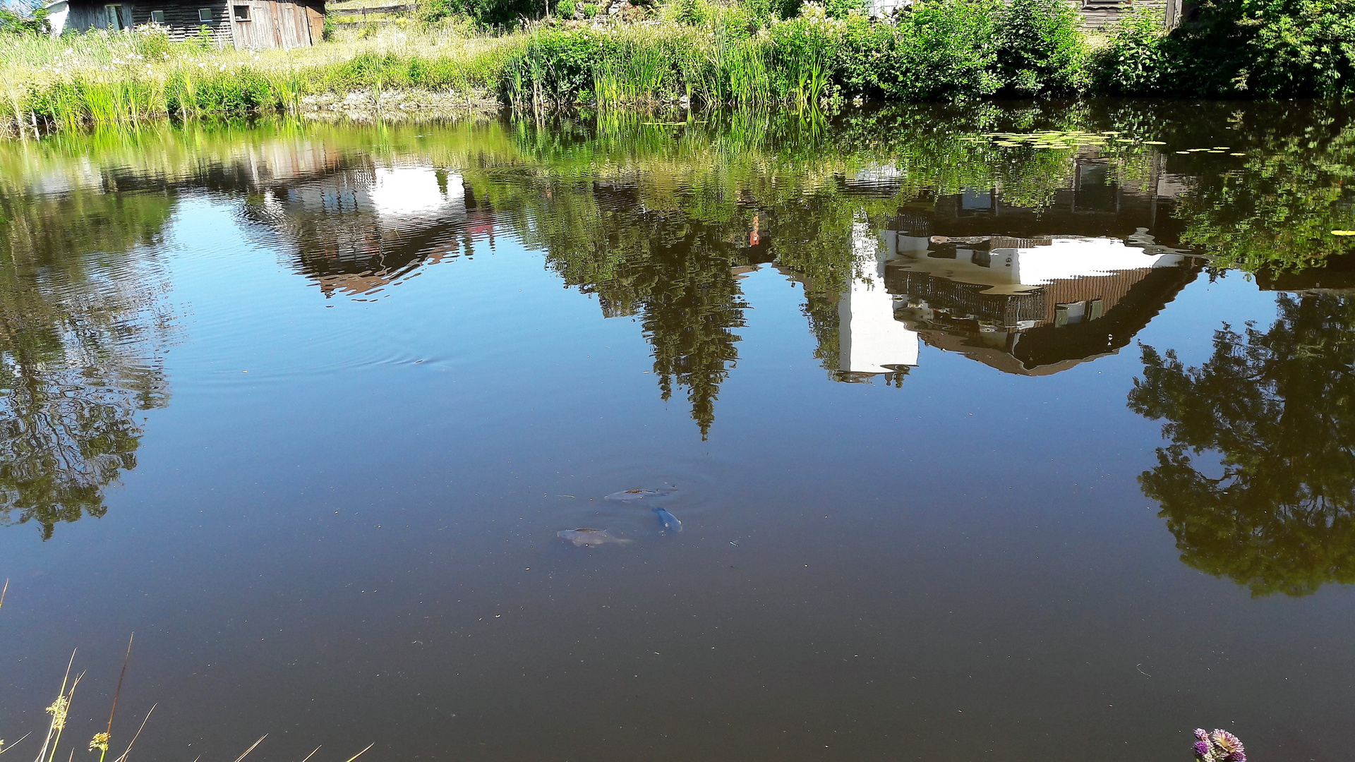 Spiegeltag : Teich in Zell mit Fischen und Spiegelung