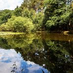 Spiegeltag - Teich mit Seerosen