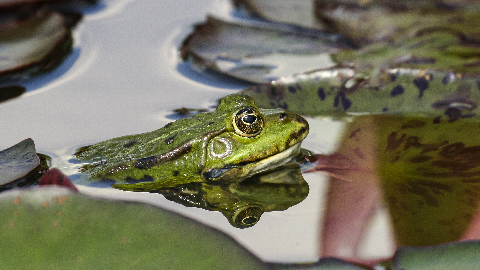 Spiegeltag - Teichfrosch