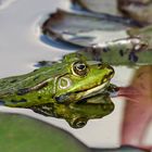 Spiegeltag - Teichfrosch