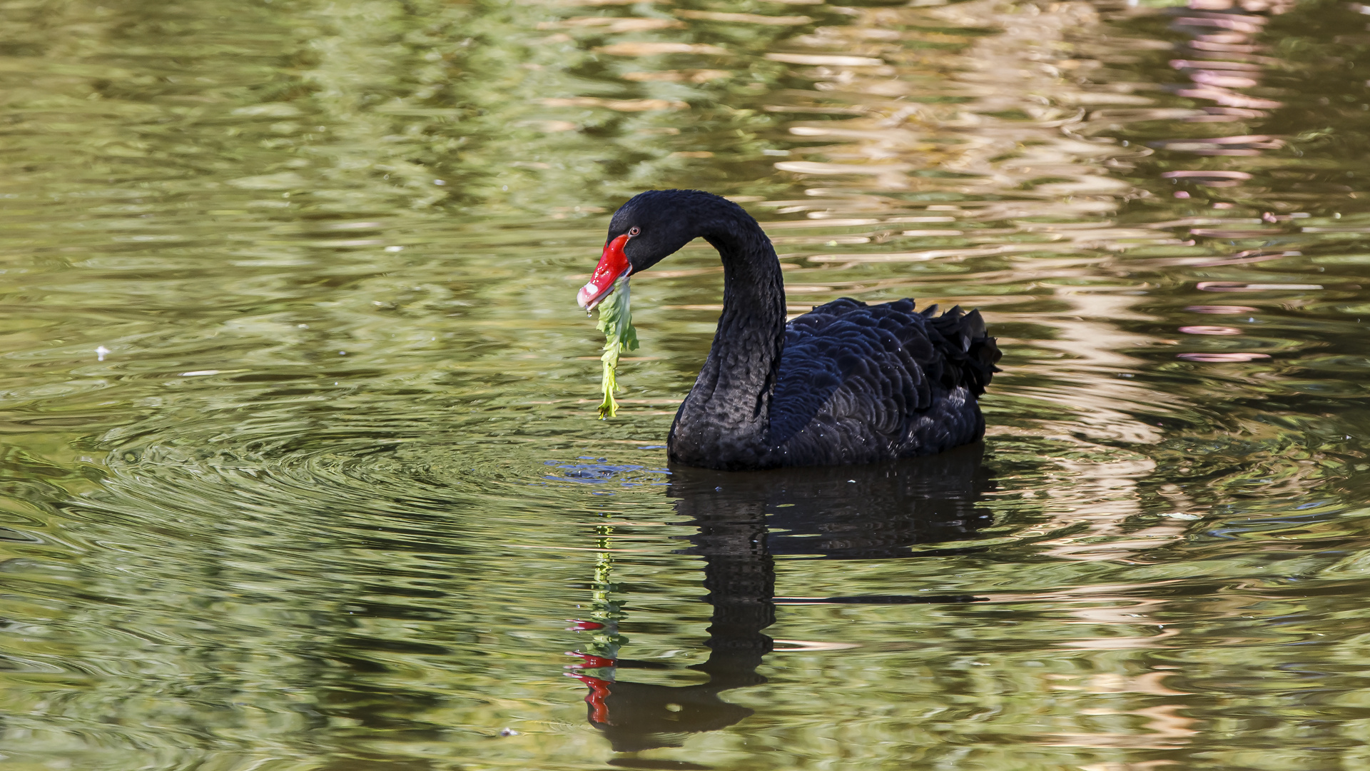 Spiegeltag - Trauerschwan