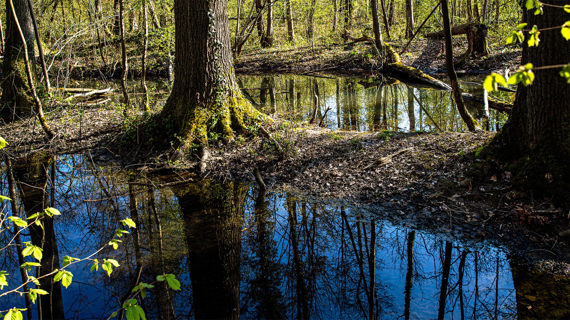 Spiegeltag - Tümpel im Wald