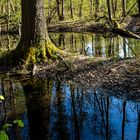 Spiegeltag - Tümpel im Wald