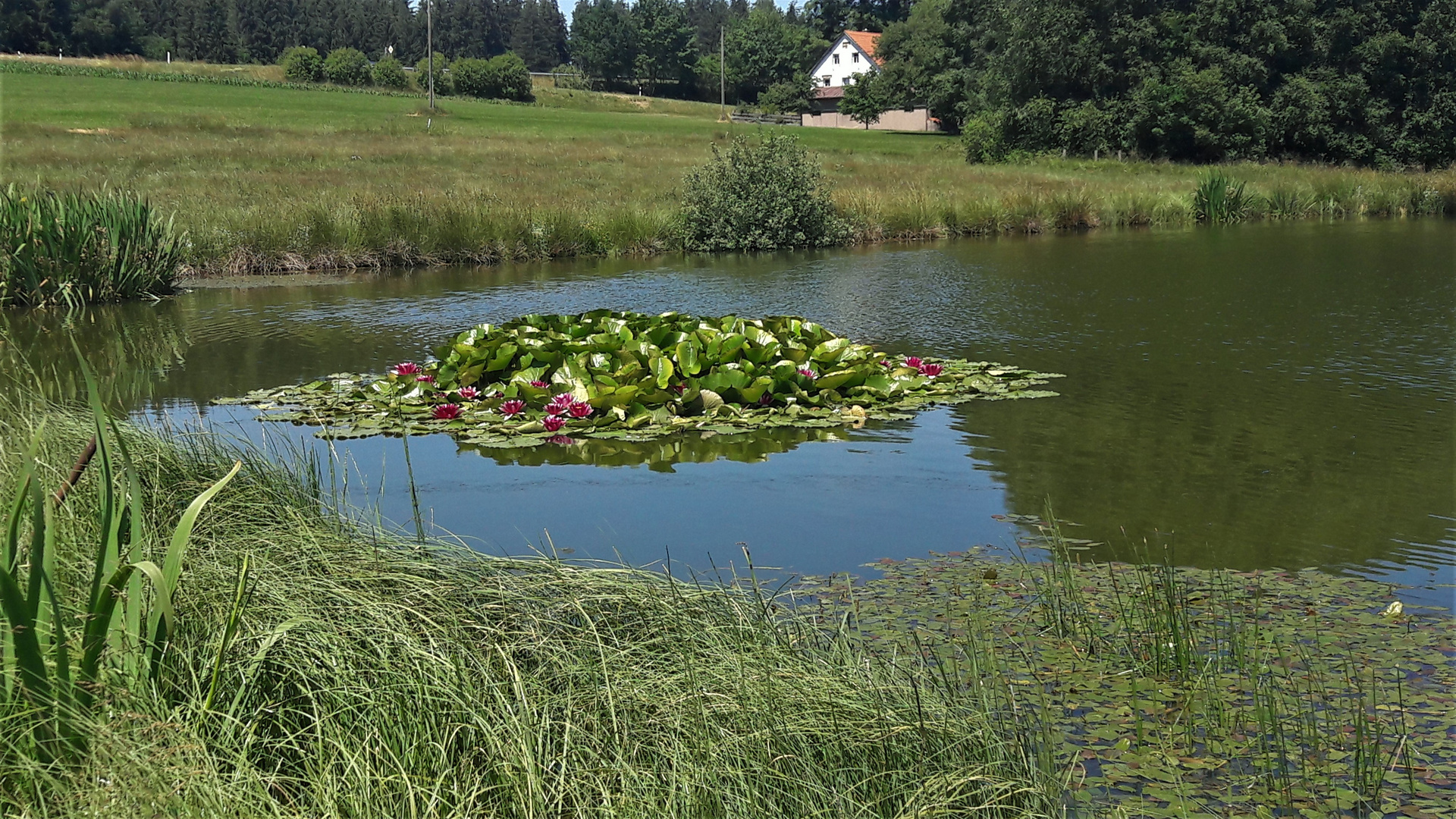 Spiegeltag : "Unterwasserseerosen" dank Spiegelung