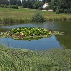 Spiegeltag : "Unterwasserseerosen" dank Spiegelung