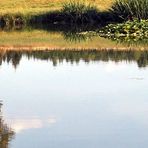 Spiegeltag :"Unterwasserstoppeln " am Teichrand