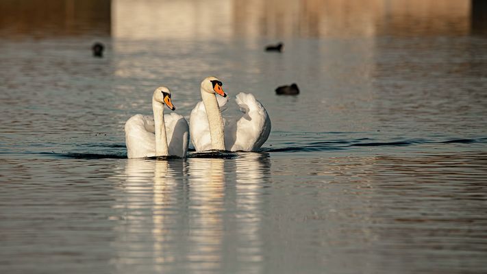 Spiegeltag- Verliebte Schwäne