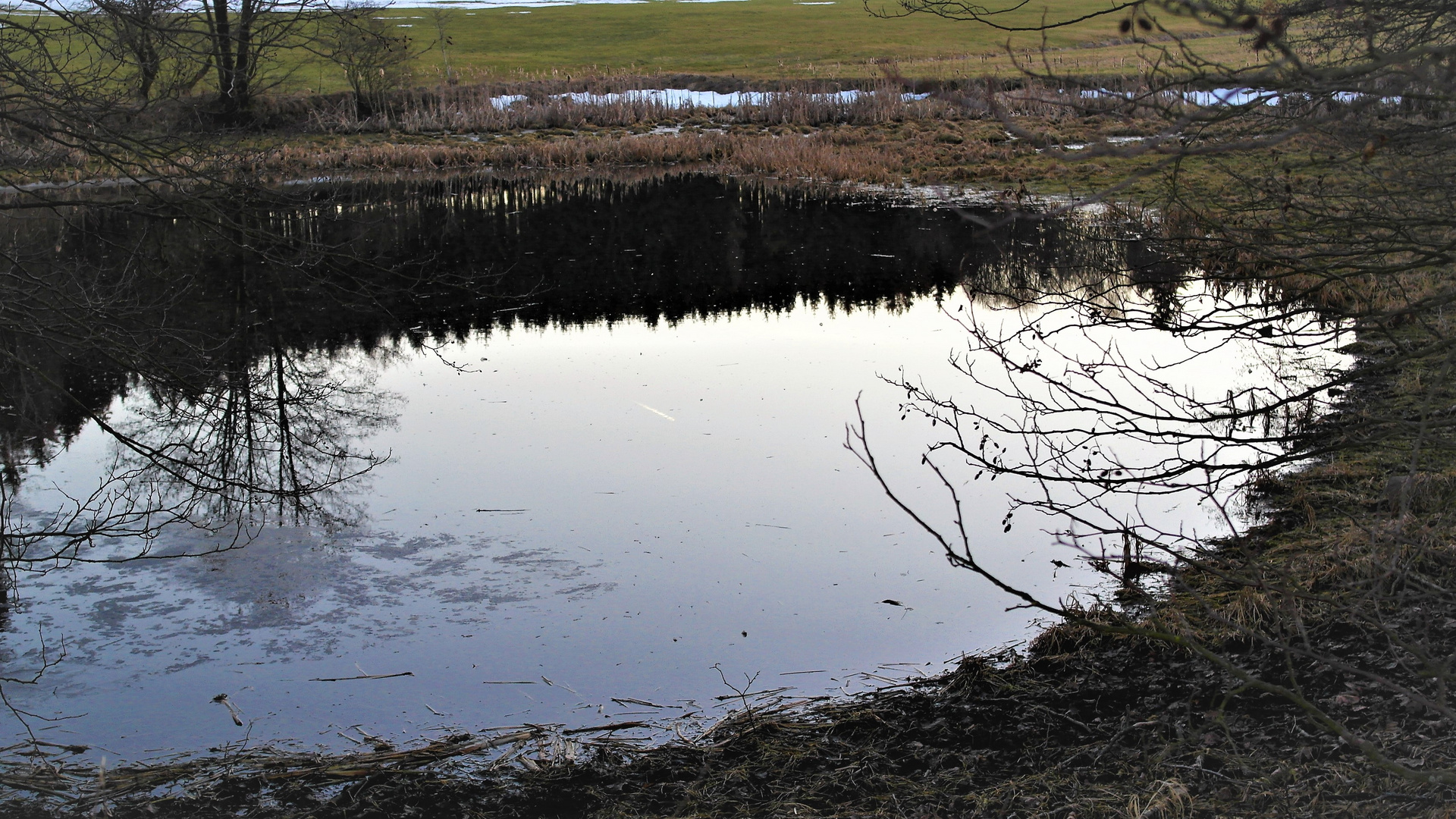 Spiegeltag :Wald als Schatten