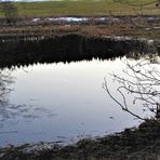 Spiegeltag :Wald als Schatten