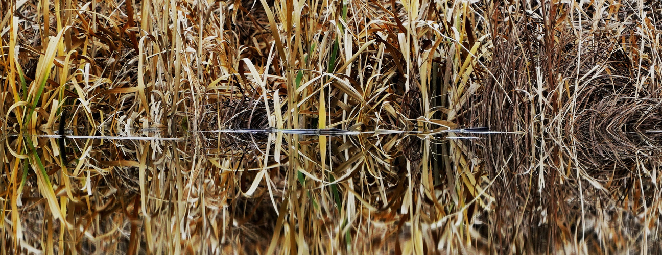 Spiegeltag-----Wasserkante.