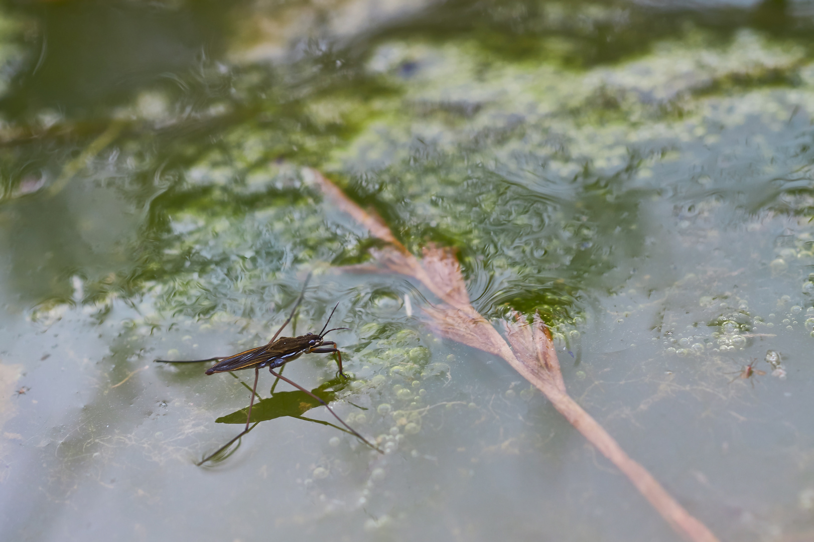 Spiegeltag - Wasserläufer_2