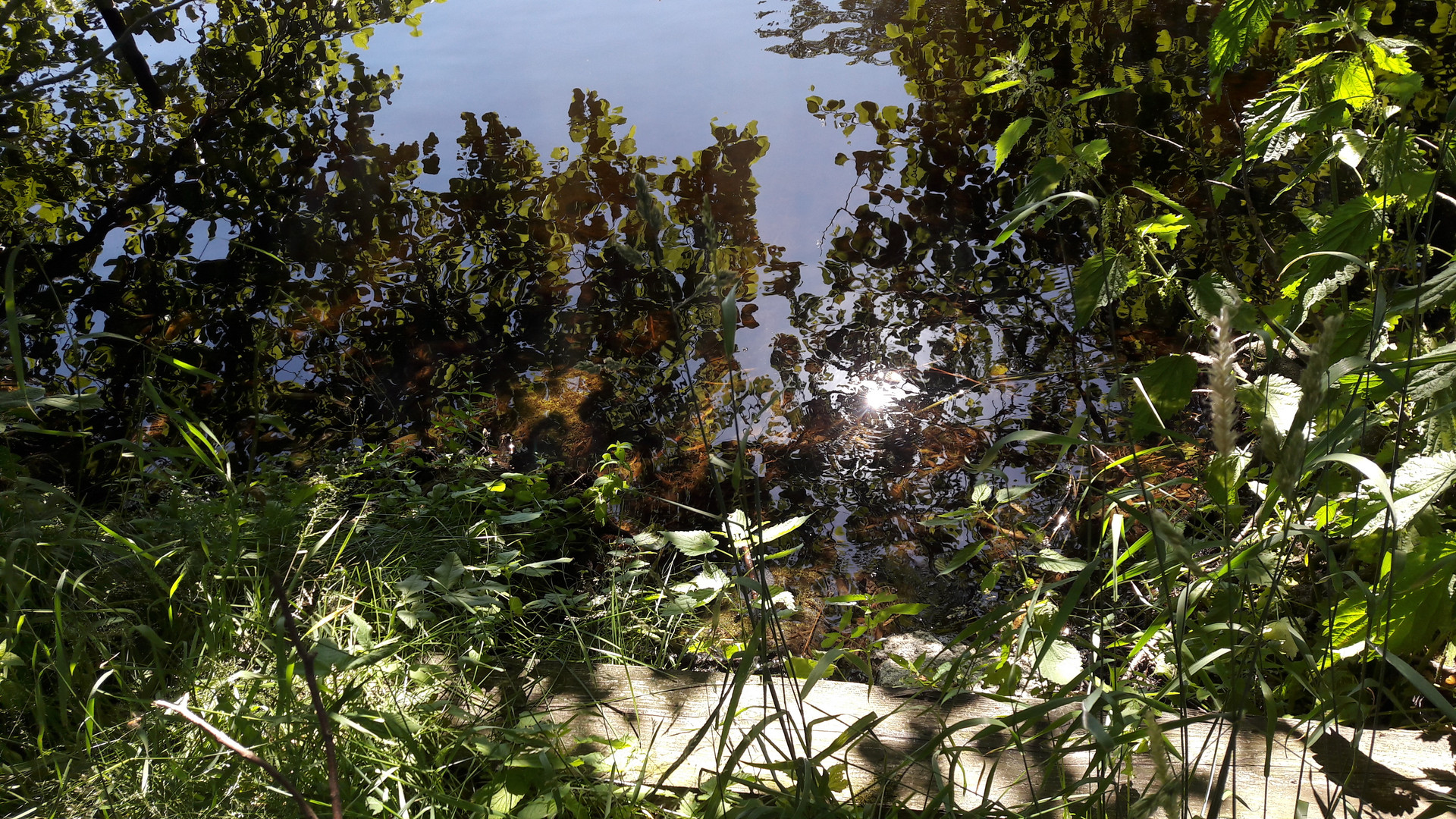 Spiegeltag : "Wasserpflanzen in der Wassersonne"