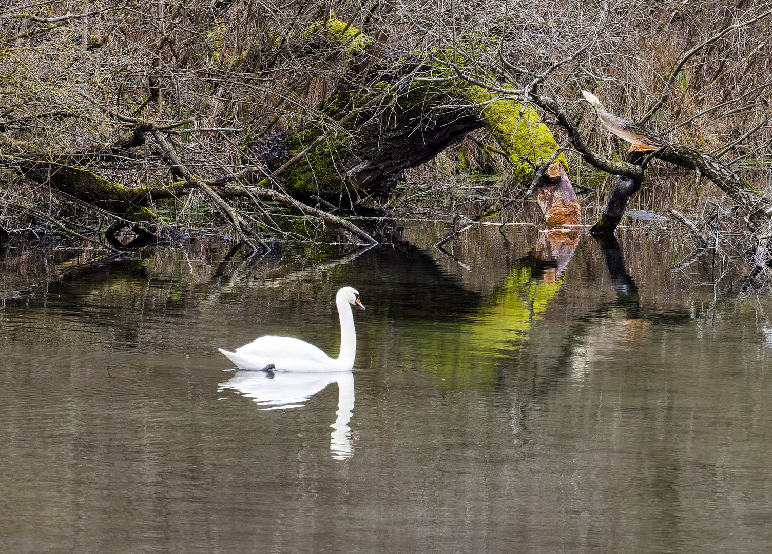 Spiegeltag - Wasserspiegel mit Schwan und Tunnel