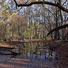 Spiegeltag: Wasserstelle im Wald