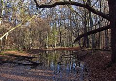 Spiegeltag: Wasserstelle im Wald