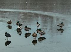 Spiegeltag - Wasservögel auf Eis - 