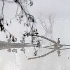 Spiegeltag - Wasservögel im Nebel