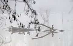 Spiegeltag - Wasservögel im Nebel