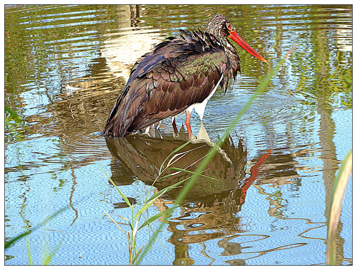 Spiegeltag- Wasservogel mit Spiegelbild