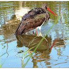 Spiegeltag- Wasservogel mit Spiegelbild