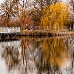 Spiegeltag - Weide im See