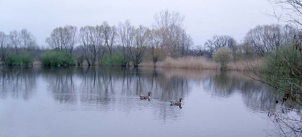 Spiegeltag: Weiher im Naturschutzgebiet...