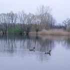 Spiegeltag: Weiher im Naturschutzgebiet...