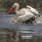 Spiegeltag - Weißstorch