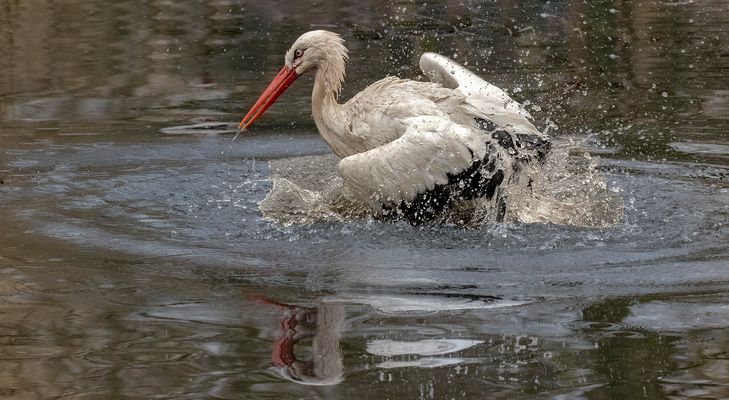 Spiegeltag - Weißstorch