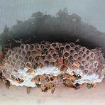 Spiegeltag- Wespennest