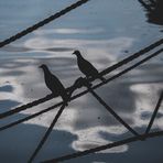 Spiegeltag - Wolkenspiegel mit Tauben 2