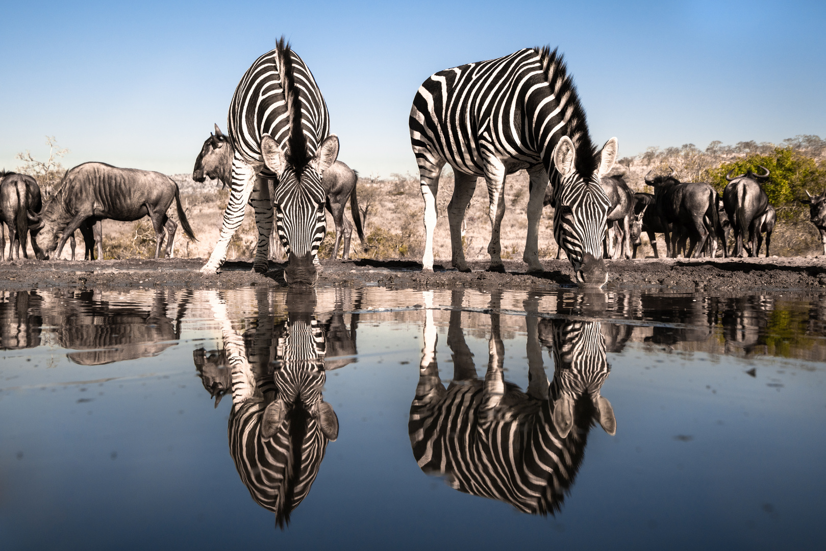 Spiegeltag: Zebras