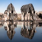Spiegeltag: Zebras