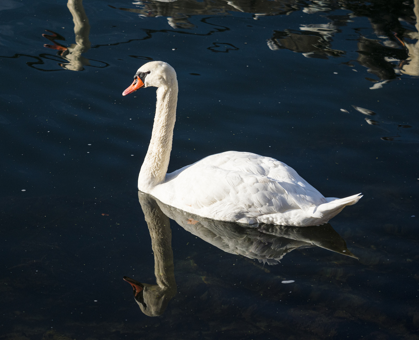 Spiegeltag - zwei Schwäne