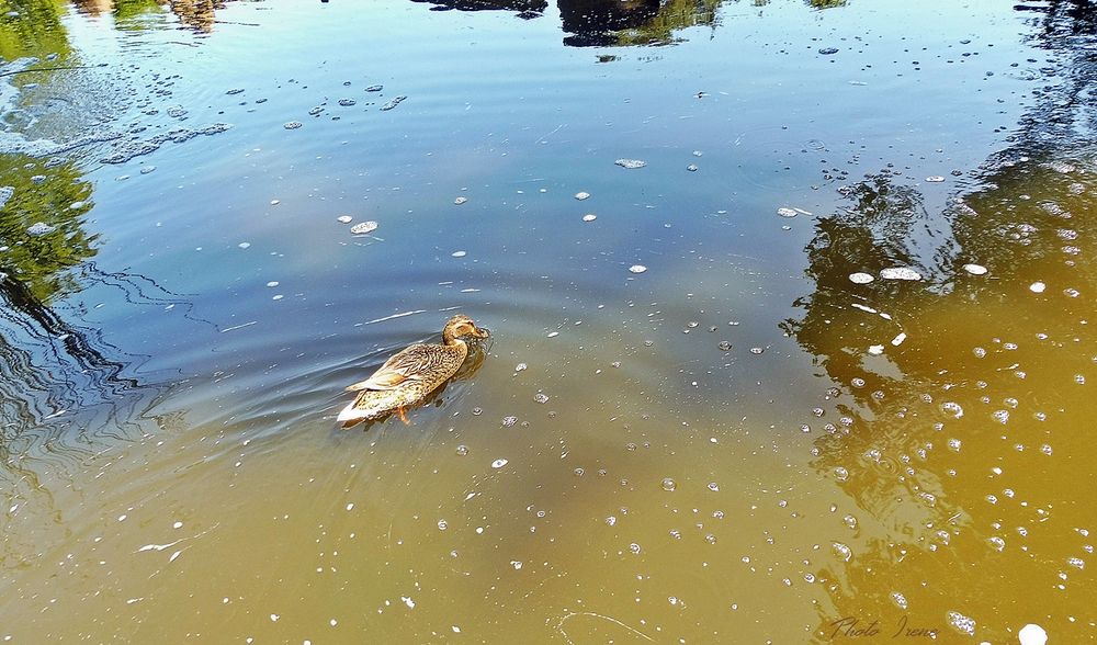 Spiegeltag....Ente im Zoo 