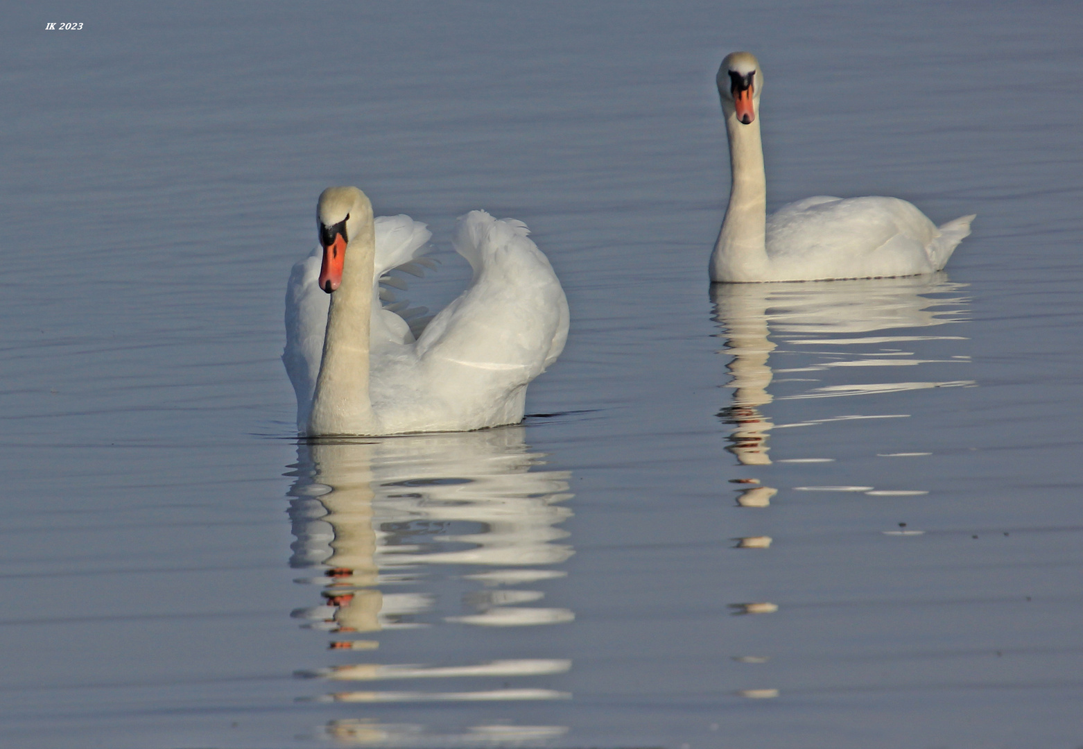 Spiegeltagsschwäne