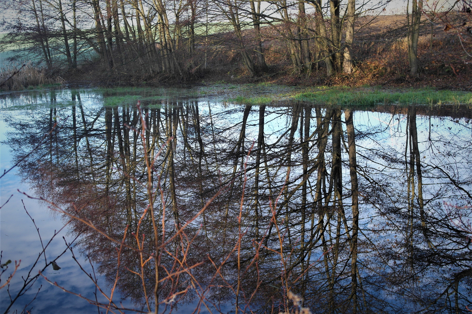 Spiegeltag:Unterwasserbäume in meinem Lernschwimmteich