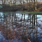 Spiegeltag:Unterwasserbäume in meinem Lernschwimmteich