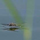 Spiegeltag/Wasserläufer/Gerridae