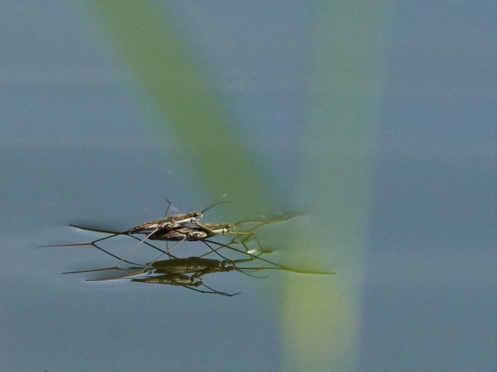 Spiegeltag/Wasserläufer/Gerridae