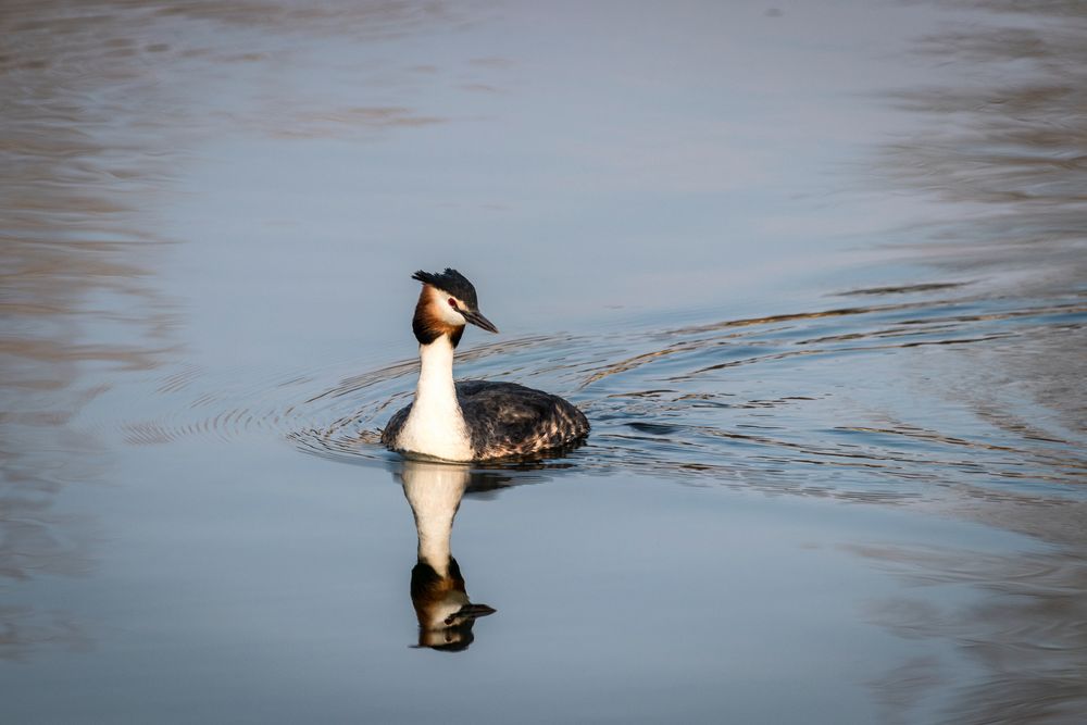 Spiegeltaucher 