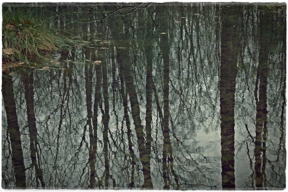 Spiegelteich im Wald