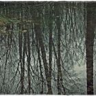 Spiegelteich im Wald