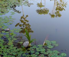 "Spiegelteich" mit Kokoskeimling