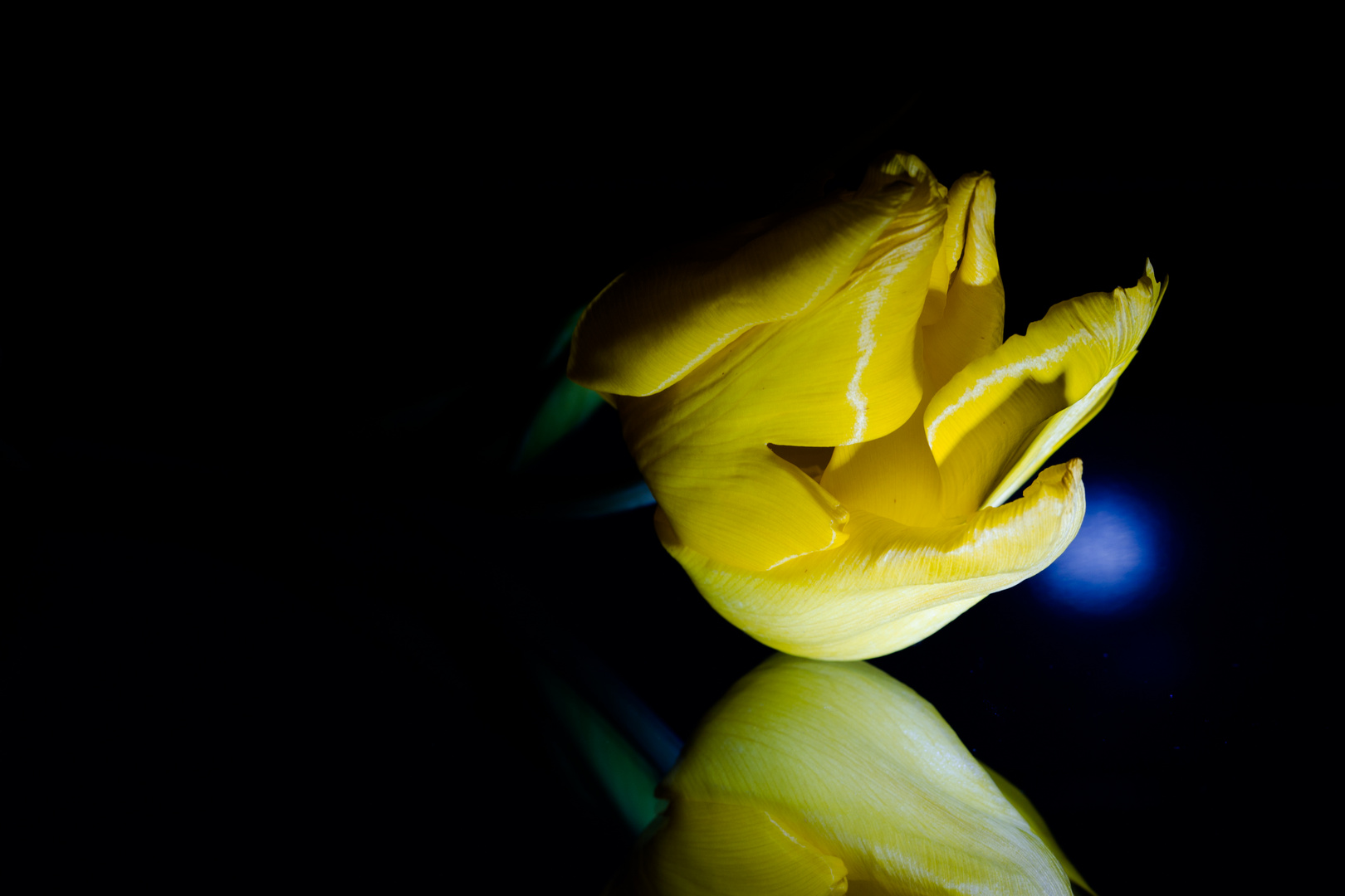 Spiegeltulpe