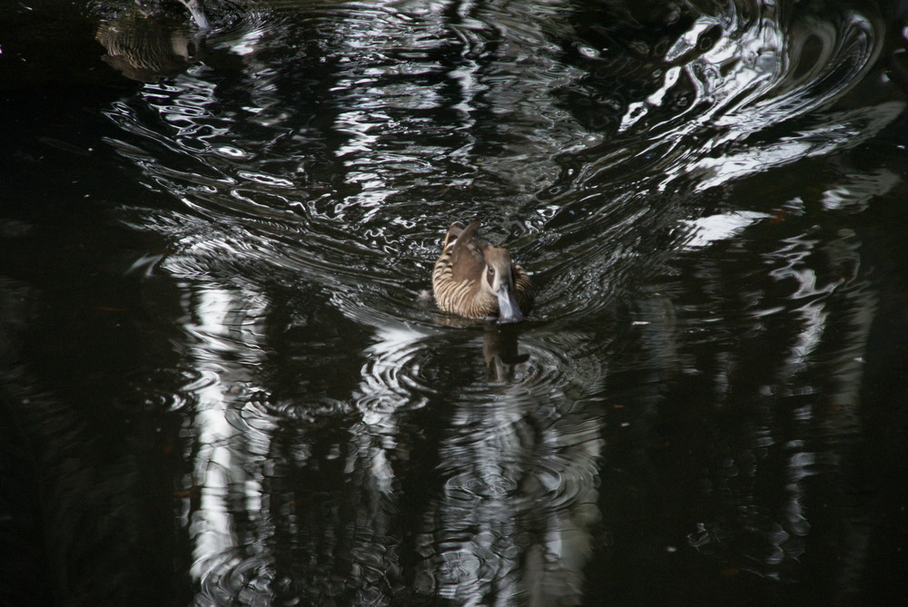 Spiegelung