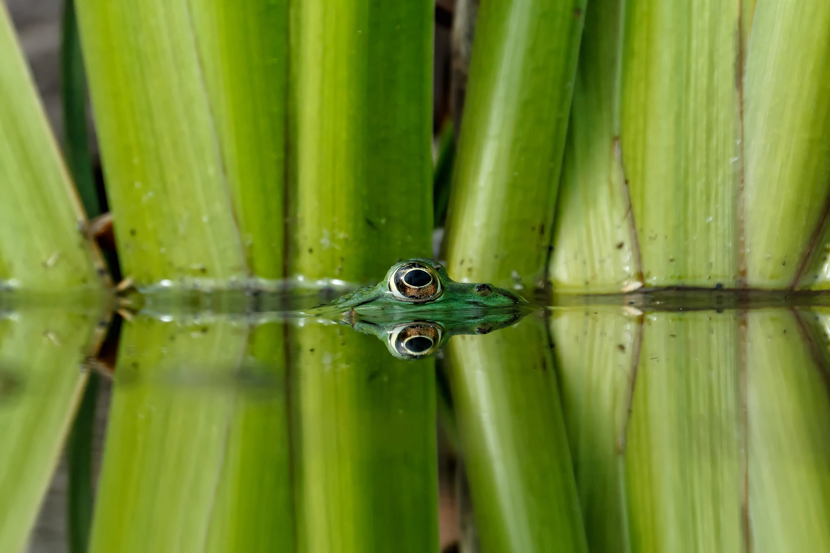 Spiegelung