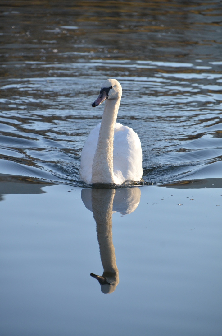 Spiegelung